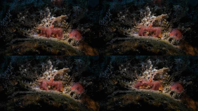 猩猩蟹缓慢地穿过柔软的珊瑚森林寻找食物。