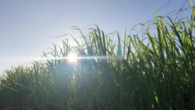 种植园上的甘蔗生产用于食物的糖和用于生物燃料的乙醇
