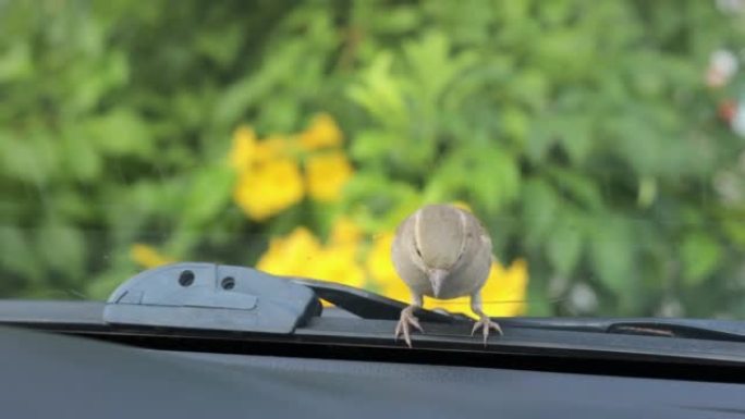 一只幼鸟住在停着的汽车挡风玻璃附近的特写镜头。
