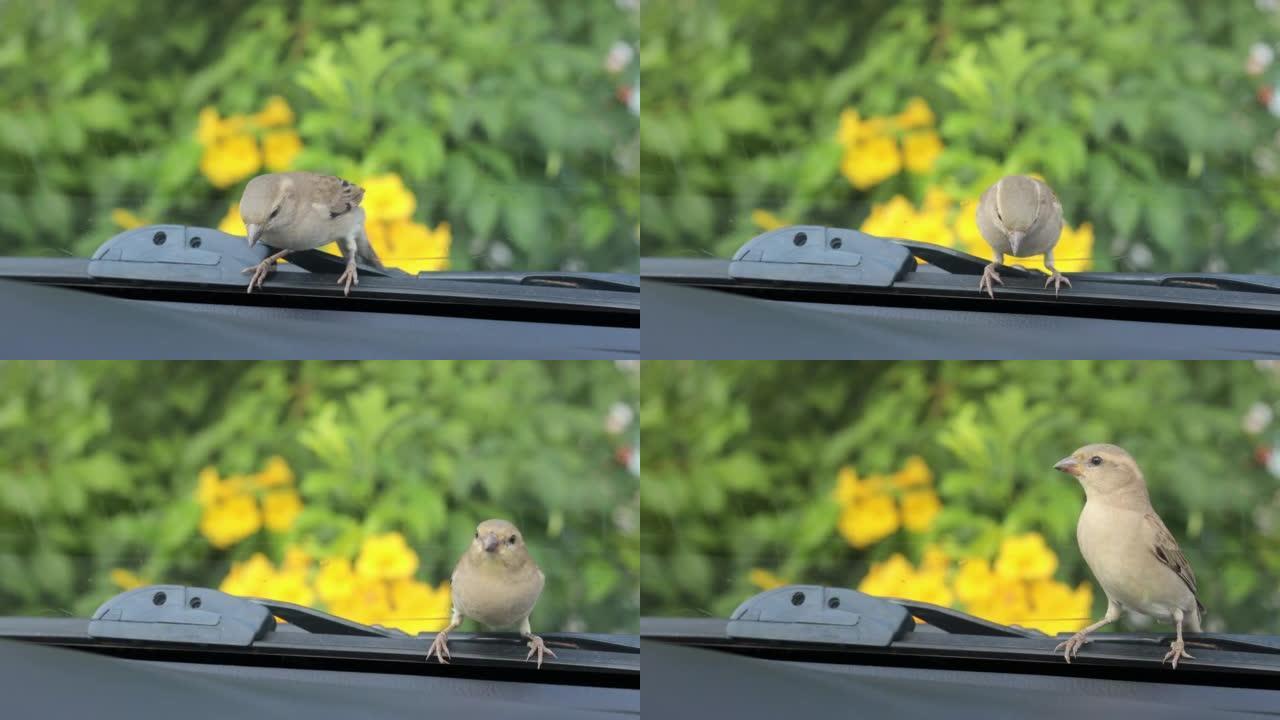 一只幼鸟住在停着的汽车挡风玻璃附近的特写镜头。