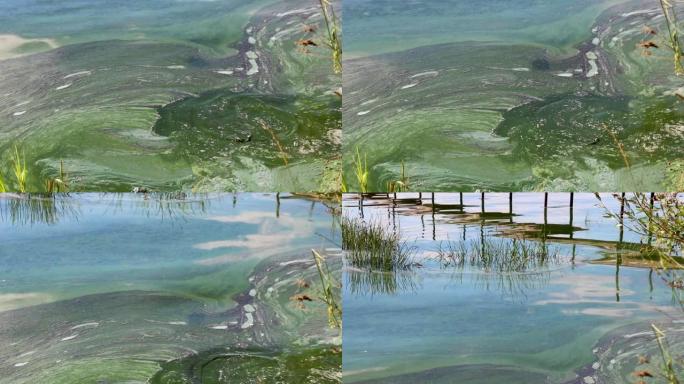 湖中藻类大量繁殖，水库污染，浮游植物种群爆炸