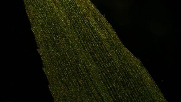 显微镜下elodea叶片细胞中叶绿体叶绿素的运动