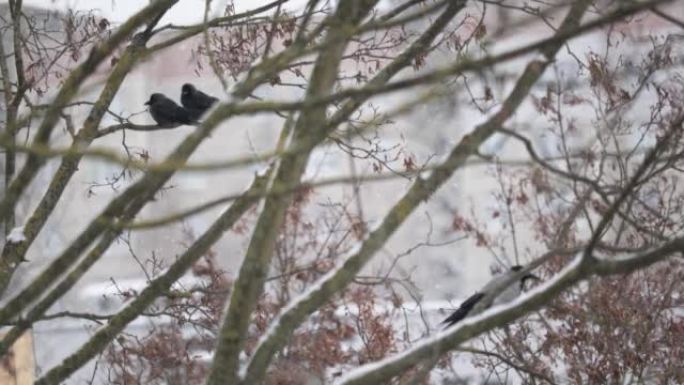 降雪中树枝上的黑公鸡