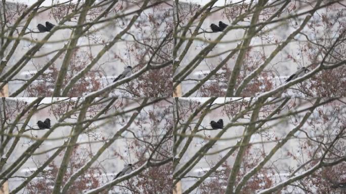 降雪中树枝上的黑公鸡