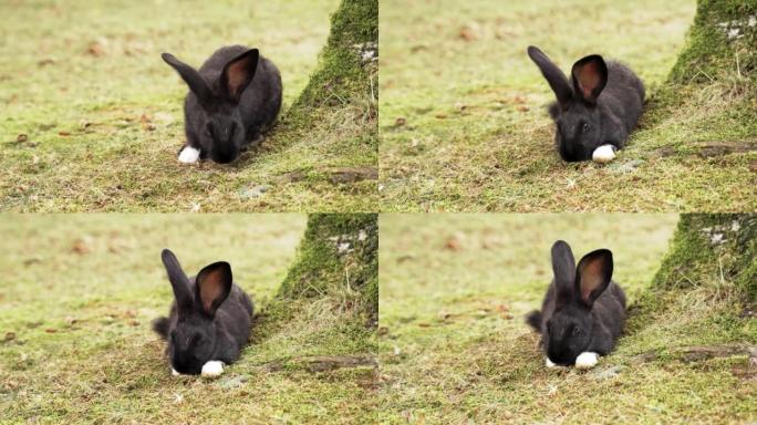 一只漂亮的大耳朵兔子躺在绿草丛生的草地上休息