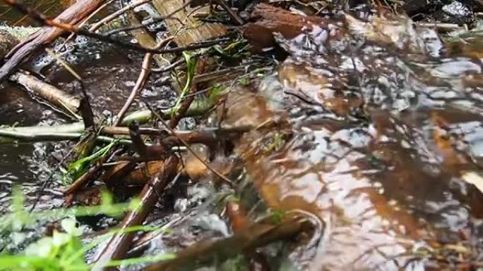 海狸在河流或溪流上竖立的海狸水坝。水在起泡。水的慢动作。坝体材料为木、枝、叶、草、淤泥、泥、石。卡累