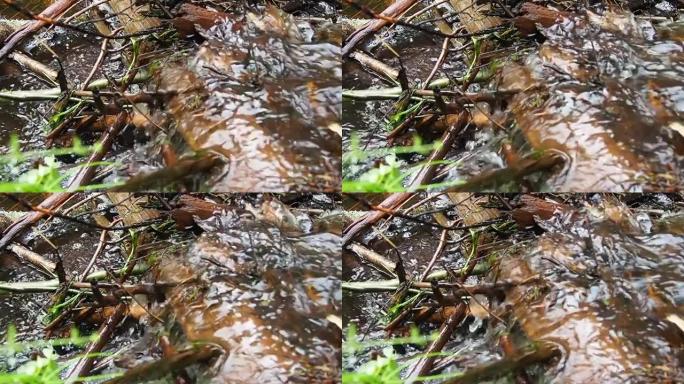 海狸在河流或溪流上竖立的海狸水坝。水在起泡。水的慢动作。坝体材料为木、枝、叶、草、淤泥、泥、石。卡累