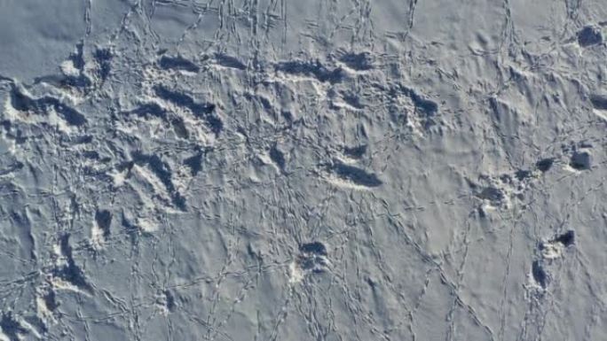 Ro取食场所和动物在雪地上的足迹，空中