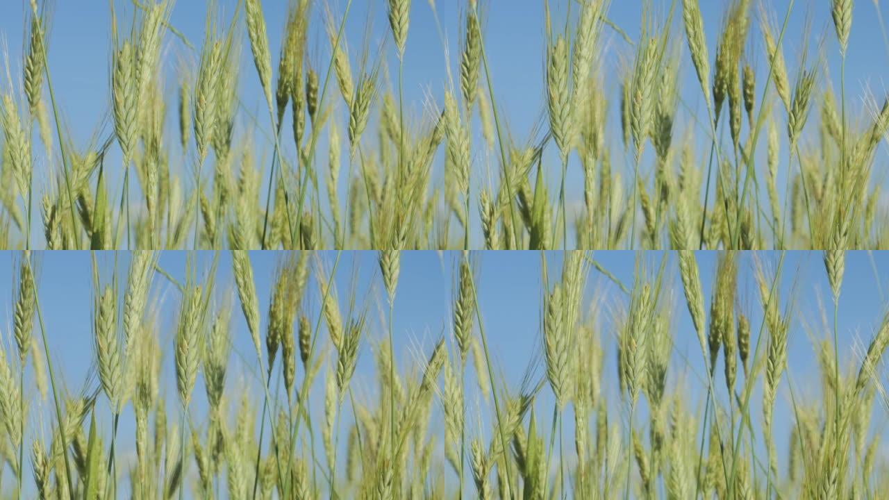 天云麦田夏季肥沃背景。小麦小穗与谷物摇动风。夏季谷物收成成熟。农业企业环保小麦。全球粮食危机。