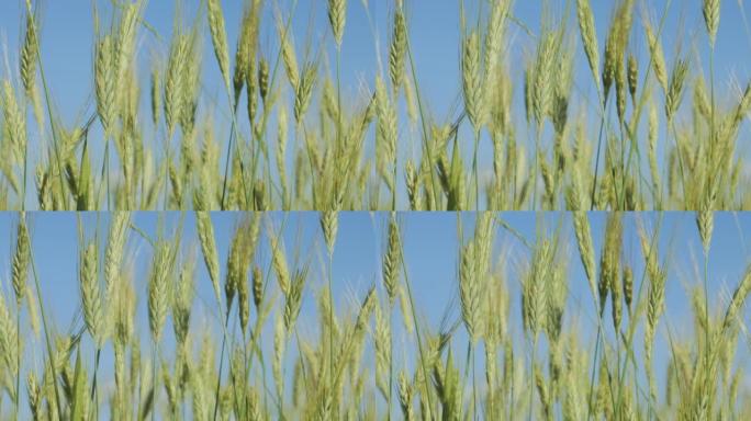 天云麦田夏季肥沃背景。小麦小穗与谷物摇动风。夏季谷物收成成熟。农业企业环保小麦。全球粮食危机。