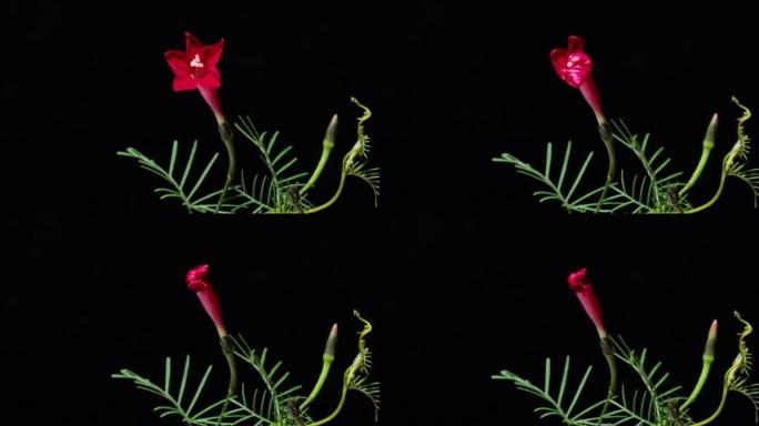 红色番薯花的延时镜头 (称为柏树藤，红衣主教爬山虎) 从芽到满花，然后在黑色背景上消失，4k视频特写