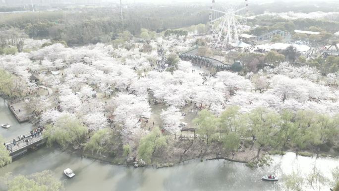 航拍 顾村 公园 樱花节 上海 春天