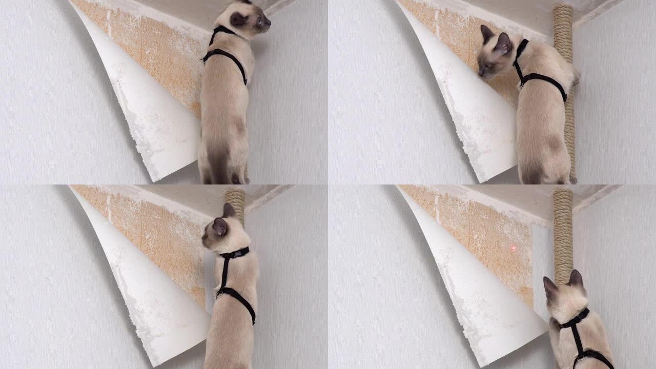泰国猫寻找激光笔的红点。有趣的视频。猫爬上管道到天花板，撕下墙纸。
