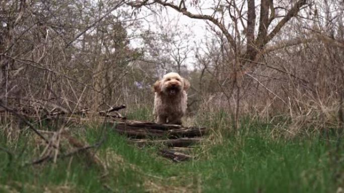 一只可爱的蓬松金狗在森林里奔跑的慢镜头