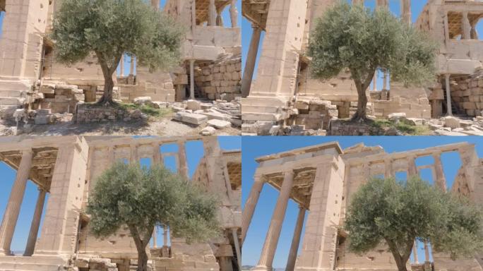 在希腊雅典卫城的Erechtheion神庙旁，风吹着树枝的树的景色。向上倾斜