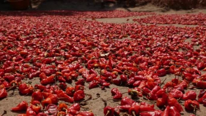 生红辣椒的豆荚干躺在院子里的地上