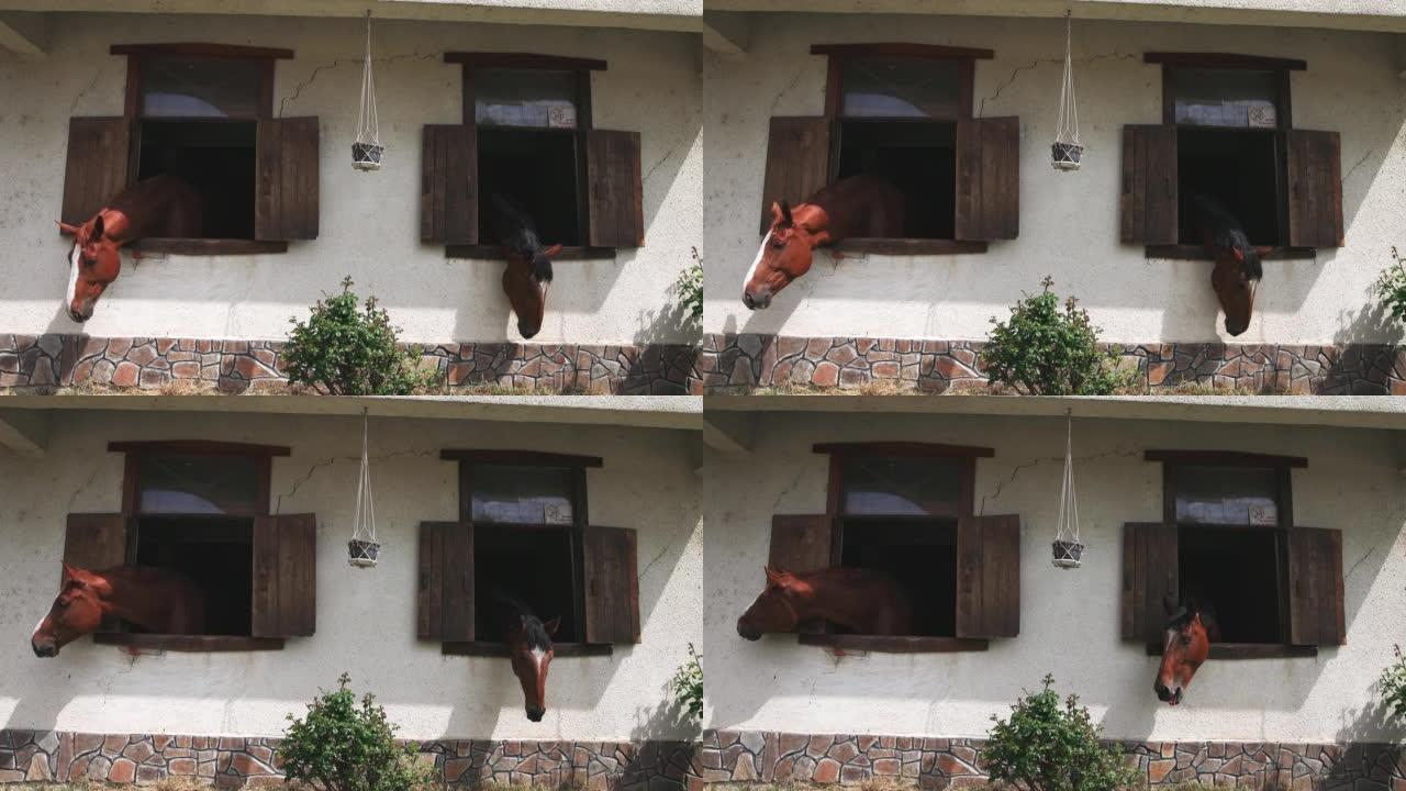 许多黑鬃毛的马把头伸出窗户，站在马厩里