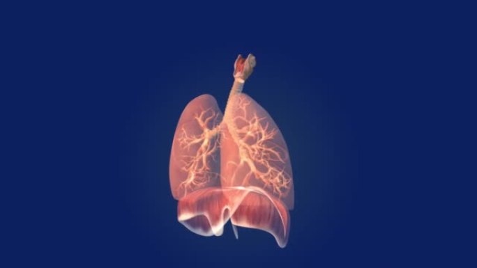 人类肺保健医学背景