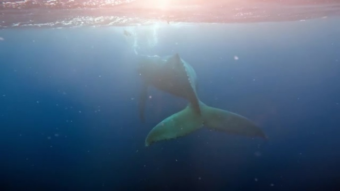 在印度洋的纯透明水中与鲸鱼一起游泳。蓝鲸或抹香鲸在蓝色水中玩耍。野生鲸鱼的水下拍摄呼吸