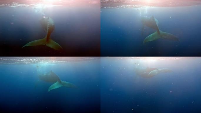 在印度洋的纯透明水中与鲸鱼一起游泳。蓝鲸或抹香鲸在蓝色水中玩耍。野生鲸鱼的水下拍摄呼吸