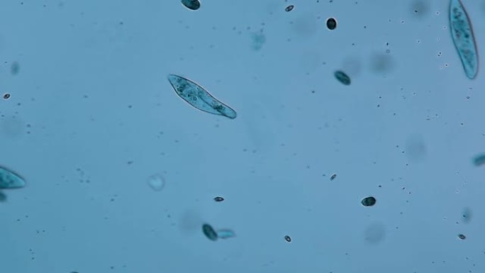 微生物-草履虫显微镜下微生物细胞生物草履