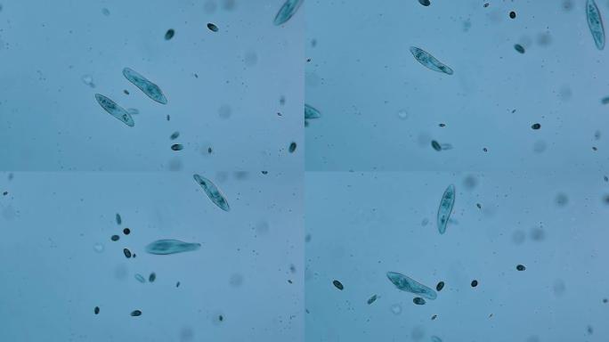 微生物-草履虫显微镜下微生物细胞生物草履