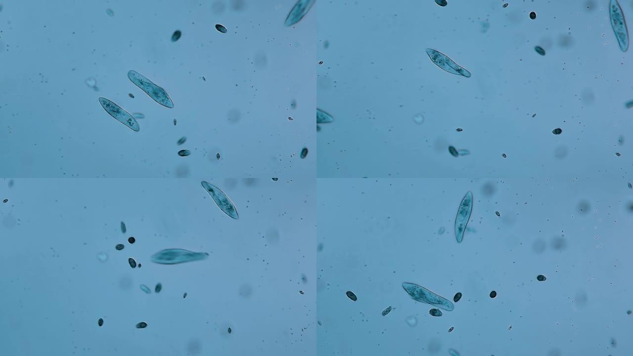 微生物-草履虫显微镜下微生物细胞生物草履