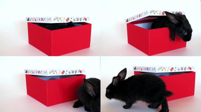 小黑兔子坐在白色背景上隔离的红色礼品盒中。爬出来惊喜。根据东方历法，野兔是2023的象征。圣诞节和新