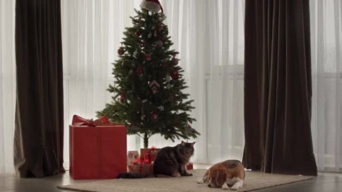一只漂亮的猫和狗躺在圣诞树附近。很多礼物。有趣，美丽。May Kun和Beagle