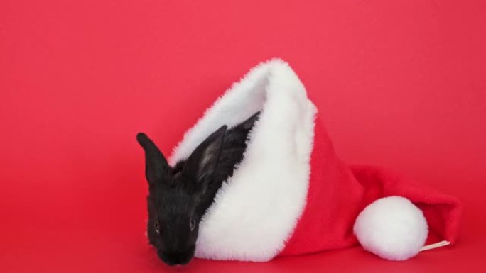 一只黑色兔子坐在红色的圣诞老人帽子里，看着相机。动物隔离在红色工作室背景。野兔是中国历法2023年的