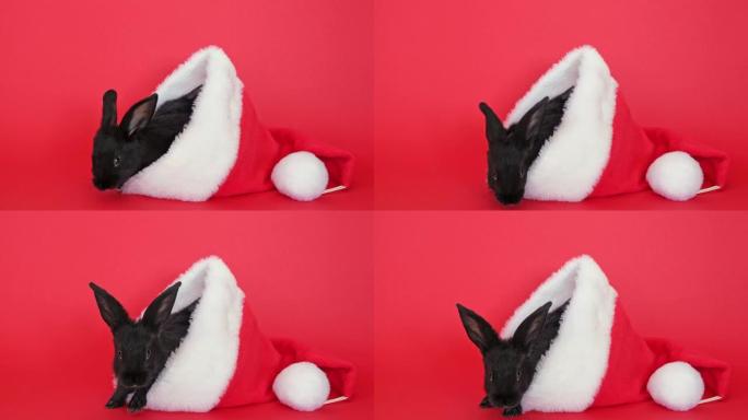 一只黑色兔子坐在红色的圣诞老人帽子里，看着相机。动物隔离在红色工作室背景。野兔是中国历法2023年的