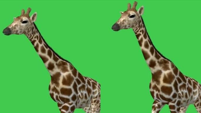 垂直视频-4k动画长颈鹿在绿色屏幕上行走