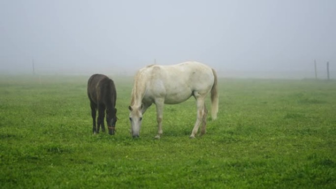 马驹在一个有雾的早晨放牧