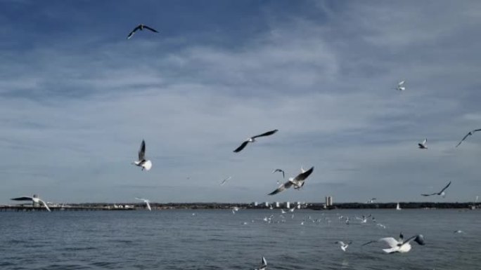 一群海鸥飞过海面
