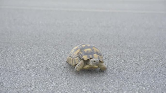 受伤的乌龟穿过柏油路。乌龟走向相机的镜头