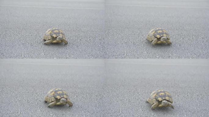受伤的乌龟穿过柏油路。乌龟走向相机的镜头