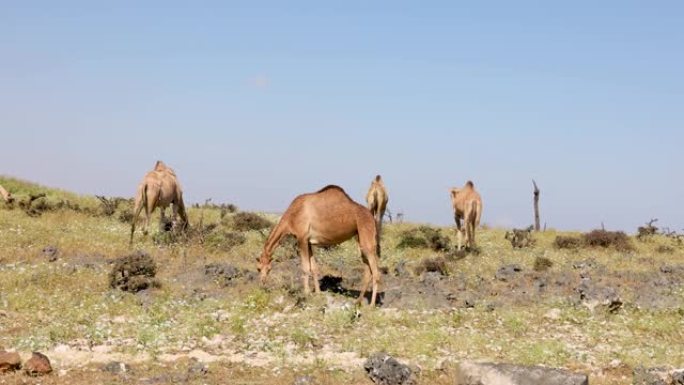 骆驼在萨拉拉附近的阿曼Dhofar地区的Wadi Darbat漫游