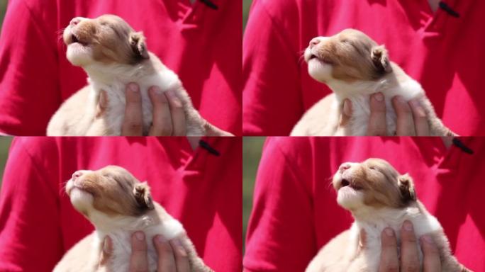 一只手抱着一只可爱的盲人小狗的特写镜头