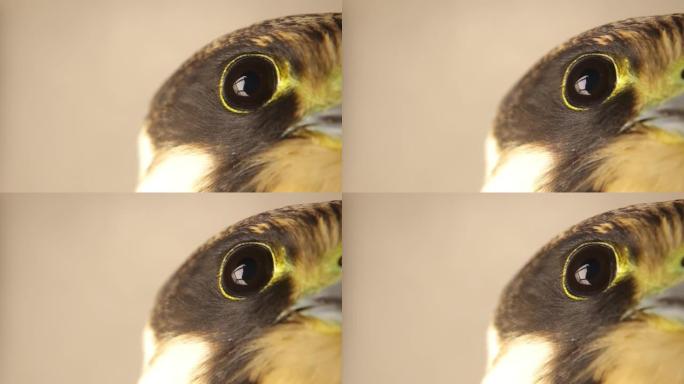 猎鹰眼睛特写。
欧亚爱好。
值得注意的是，鸟类有一个半透明的尼蒂膜，称为 “第三眼睑”。这种膜从前到