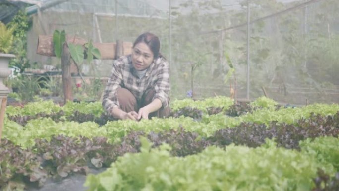 SLO MO年轻女子在日落时分在田间的有机农场中检查绿色生菜