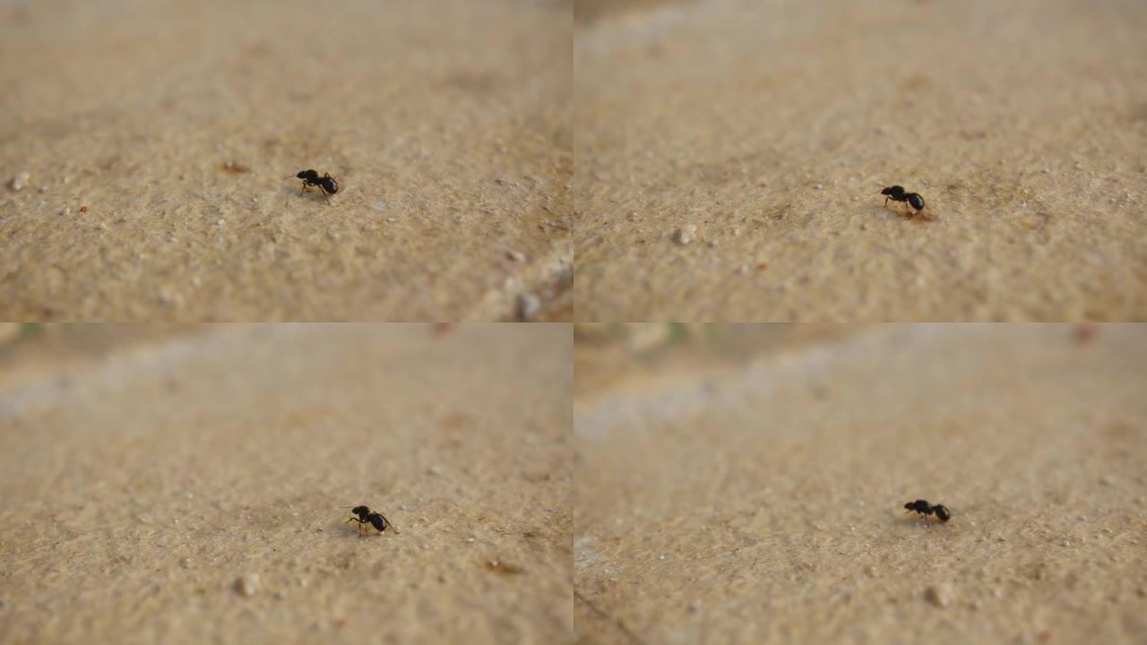 沿着沙瓦的宏观鸡皮疙瘩。大蚂蚁。特写