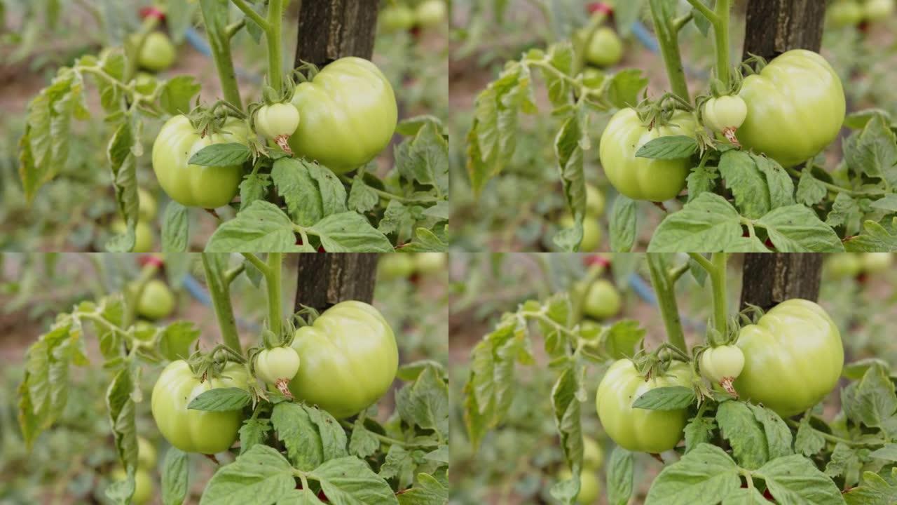 田间生长的绿色西红柿的特写