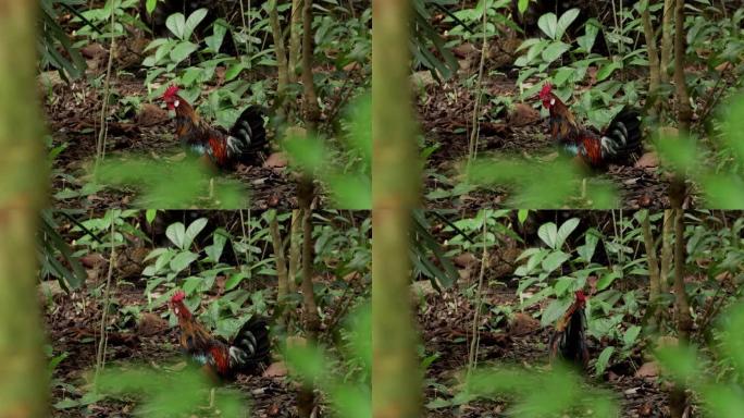 红色丛林猫头鹰，新加坡