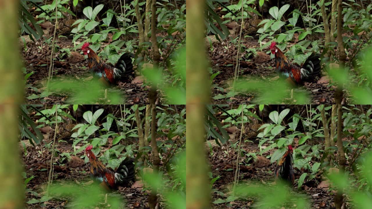 红色丛林猫头鹰，新加坡