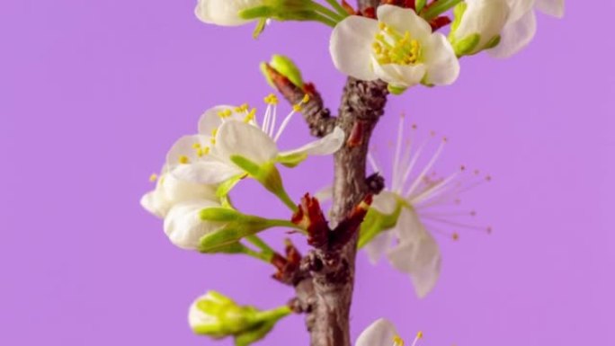 4k时间间隔的梅树花开花，生长在一个粉红色的背景。开着的小白樱花。相机上下移动，直线相机运动跟踪拍摄