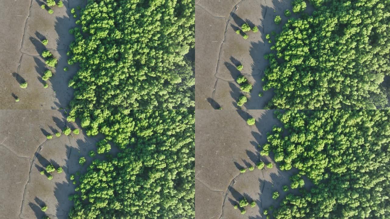 带阳光的绿色红树林鸟瞰图。红树林生态系统。天然碳汇。红树林从大气中捕获二氧化碳。蓝色碳生态系统。红树