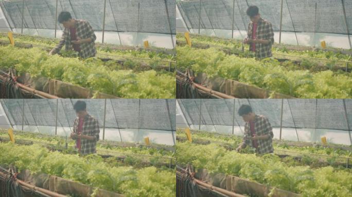 农民肖像在有机农场检查绿色生菜