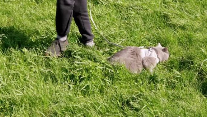 孩子在茂密的草丛中，用皮带牵引着一只胖灰色的英国猫
