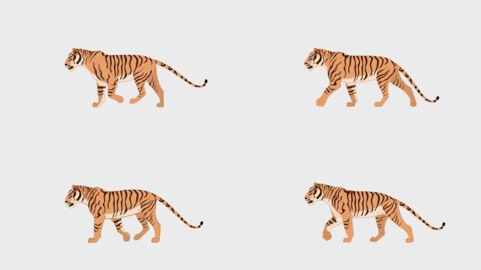 白色背景上孤立行走的老虎的3D渲染