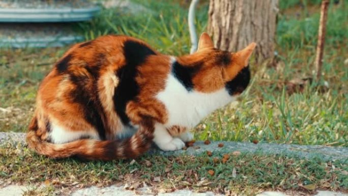 黑色和橙色的流浪猫在街上吃东西。人们在城市的街道上喂流浪猫。无家可归的动物生活在公园里。猫吃食物。